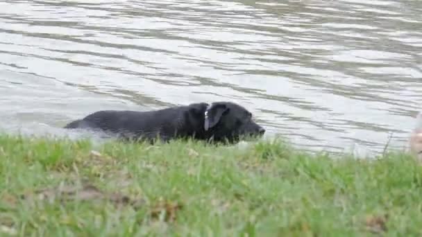 Perro Grande Sale Del Río Labrador Negro — Vídeos de Stock