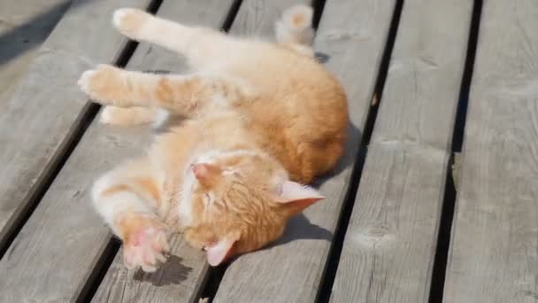 Ginger Cat Tomando Sol Gato Acaricia Muestra Ternura — Vídeos de Stock