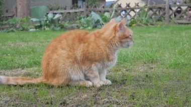  Kırmızı kedi yeşil çimlerin üzerinde oturur ve güneşin tadını çıkarır. kedi doğada