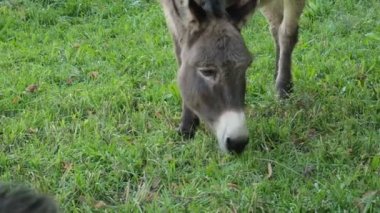 Ass. The donkey sits in the meadow and eats green grass