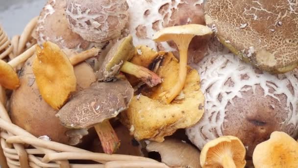 有蘑菇的篮子各种蘑菇 后续行动 — 图库视频影像