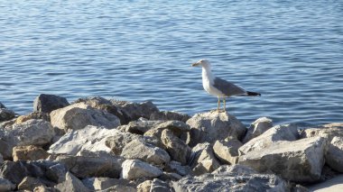 White and grey seagull on the rocks of harbor