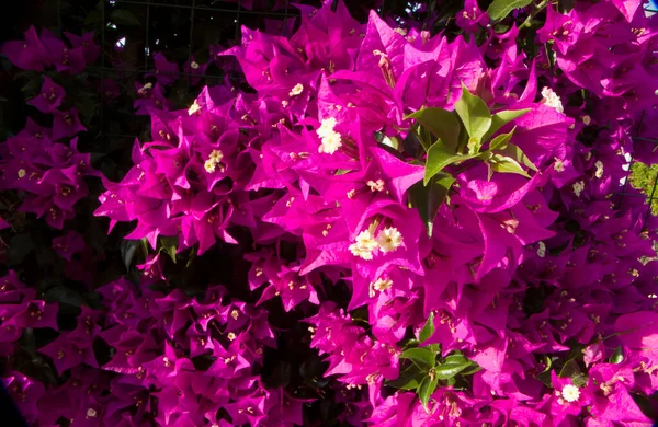 Coloured Bougainvillea bloomed plant on a background of leaves. Evergreen curly shrub