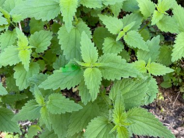 Büyüyen ısırgan otlarının havadan görünüşü