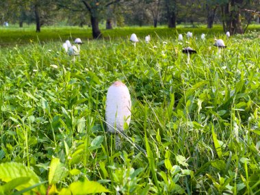 Mushrooms, inkcap or shaggy mane, (Coprinus comatus), on a meadow at the edge of a forest clipart