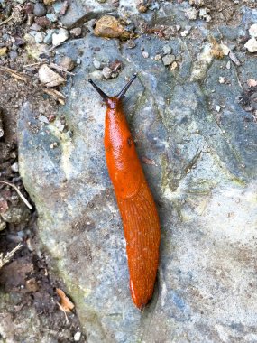 Bir taşın üzerinde yavaşça hareket eden kırmızı bir sümüklüböceğe yaklaş (Arion Rufus Lusitanicus)