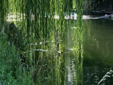 Söğüt dalları akan Nehri üzerinde