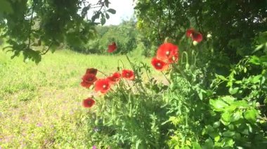 Gökyüzü arka plan üzerinde haşhaş alan