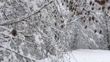 Karlı ağaçlarla kaplı kış manzarası. Dalları kardan bükülmüş.