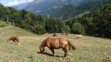 Atlar yaz günü bir dağ çayırında otluyor.