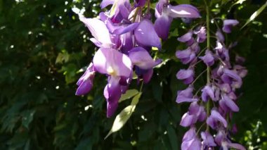 Çiçekli Wisteria ağacı rüzgarda hareket eder. Arılar tozlaşır.
