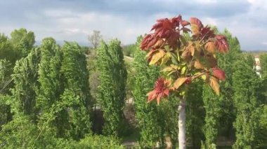 Rüzgârın savurduğu bir yel, bir yel, bir yel, bir yel.