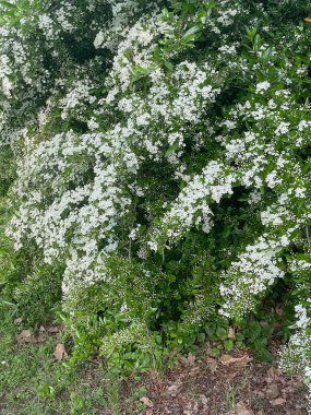 Hawthorn 'un yoğun bahar çiçeği. Beyaz çiçeklerle dolu bir şelale zemini kaplıyor.