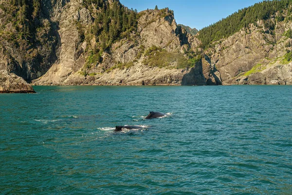 Resurrection Bay Alaska Usa July 2011 Μαύρα Πτερύγια Φάλαινας Ξεπροβάλλουν — Φωτογραφία Αρχείου