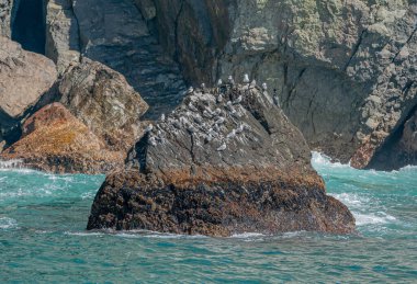 Diriliş Körfezi, Alaska, ABD - 22 Temmuz 2011: Kitiwake sürüsünün bir yuva yarattığı ve dışkılarıyla kirlettiği yeşil sudaki siyah izole kayaların kapatılması