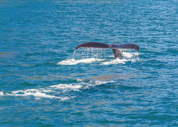 Resurrection Bay Alaska Usa July 2011 Closeup Black Whale Tail — Stock Photo, Image