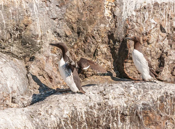美国阿拉斯加州复活湾 2011年7月22日 默里斯之鸟展翅停在石崖上 — 图库照片