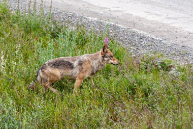 Denali Park, Alaska, ABD - 25 Temmuz 2011: Yol kenarındaki yeşil otlardan çıkan kahverengi kurdun yakın çekimi.