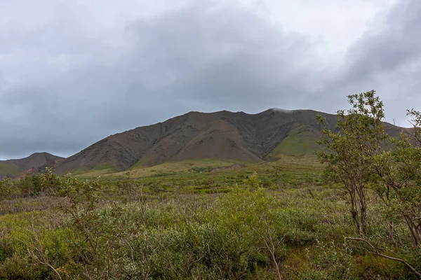 アラスカ州デナリ公園2011年7月25日 緑の植生の広い緑の荒野の風景 背中の茶色の岩の丘 灰色の雲の下のすべて — ストック写真