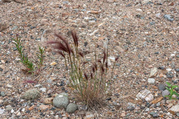 アラスカ州デナリ公園2011年7月24日 野生のアラスカ草が閉じると 羽毛のような上部が濃い赤に変わり 砂質の小石の間で成長する — ストック写真