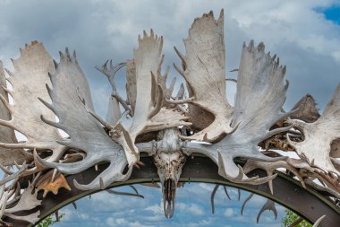 Fairbanks, Alaska, ABD - 27 Temmuz 2011: Kurumuş Beyaz Geyik Antler Kemerleri, Griffin Park 'taki Chena Nehri kıyılarına yakın çekim. Arkaplan olarak mavi bulutlu manzara