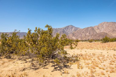 Borrego Springs, CA, ABD - 24 Nisan 2023: Anza-Borrego 'da mavi gökyüzünün altında çöl manzarasında sarı çiçekli yeşil çalı. Kahverengi kayalık dağ sırası ufukta