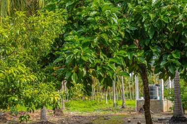 Zihuatanejo, Meksika - 18 Temmuz 2023: Parque Ecoturistico llamado La Chanequera. Bir sürü eski hindistan cevizi kaldı, çiftlikte çekim yapabilmek için.