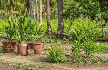 Zihuatanejo, Meksika - 18 Temmuz 2023: Parque Ecoturistico llamado La Chanequera. Bir sürü eski hindistan cevizi kaldı, çiftlikte çekim yapabilmek için.