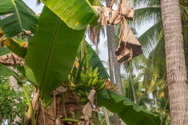 Zihuatanejo, Meksika - 18 Temmuz 2023: Parque Ecoturistico llamado La Chanequera. Bitkinin üzerinde hala bir grup yeşil muz var. Yeşil ve kahverengi kuru yapraklar