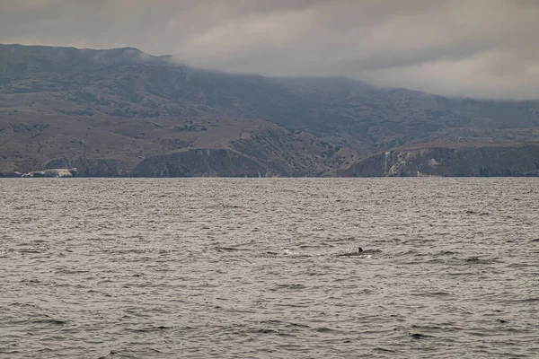 Santa Cruz Adası, CA, ABD - 14 Eylül 2023: Sisli gökyüzünün altındaki kayalık kayalıklarda Akrep Anchorage açıklığı okyanus sularında yunus yüzgecinin hemen üstünde. Kahverengimsi dağ kanatları