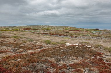 Santa Cruz Adası, CA, ABD - 14 Eylül 2023: Gri bulutlar altında NE Mağara Noktası platosunda yeşil, kırmızı ve kahverengi ot bitkisi