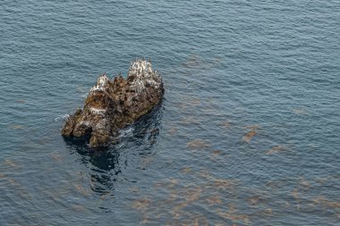 Santa Cruz Adası, CA, ABD - 14 Eylül 2023: Kuzey kıyısındaki yeşil okyanus suyundan çıkan küçük kayaları kaplayan beyaz guano. Birkaç deniz kuşu ve yüzen kahverengi deniz yosunu.
