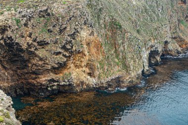 Santa Cruz Adası, CA, ABD - 14 Eylül 2023: Renkli, bitkiler ve jeoloji sayesinde, kıyı şeridi yamacı kısmen sörf tarafından yendi. Okyanus suyunun üzerinde yüzen kahverengi deniz yosunu