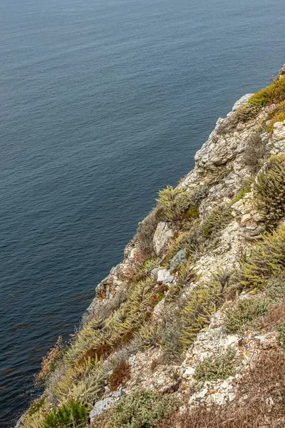 Santa Cruz Island, CA, USA - September 14, 2023: Different shades of green plants found fertile ground among white rocks on top of shoreline cliff