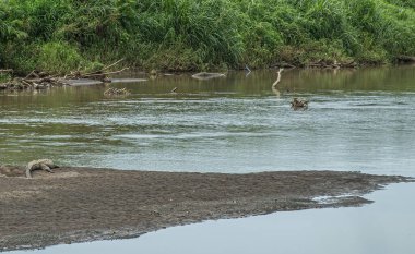 Kosta Rika, Luganillas - 22 Temmuz 2023: Kahverengi çamurlu adada timsahlı Tarcoles Nehri. Yeşil kıyı şeridi