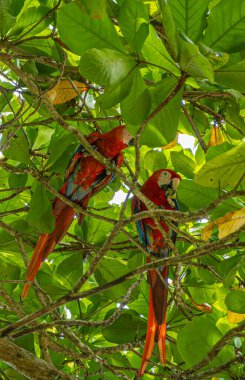 Kosta Rika, Luganillas - 22 Temmuz 2023: Yeşil yapraklı iki papağan kuşunun yakın çekimi