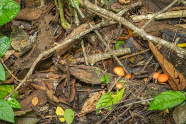 Kosta Rika, Parque Nacional Carara - 22 Temmuz 2023: Orman zeminine yakın çekim, turuncu kupa mantarı ve kahverengi kahverengi kahverengi kırkayak kahverengi kahverengi kahverengi ahşap ve bazı yeşil yapraklar