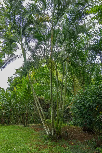 Kosta Rika, Bijagual - 22 Temmuz 2023: Pura Vida bahçesi. Genç, ince yeşil palmiye ağaçları diğer bitki ve çitlerin arasında aynı noktadan fışkırıyor.