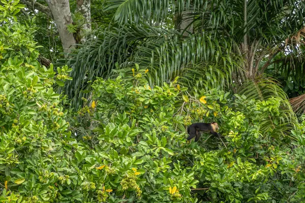Kosta Rika, Bijagual - 22 Temmuz 20.23: Pura Vida bahçe rezervi. Panama 'nın beyaz yüzlü kapuçini yeşil sık yağmur ormanlarında hareket ediyor.