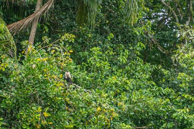 Kosta Rika, Bijagual - 22 Temmuz 20.23: Pura Vida bahçe rezervi. Panama 'nın beyaz yüzlü kapuçini yeşil sık yağmur ormanlarında hareket ediyor.