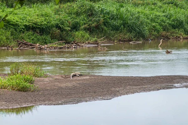 Costa Rica Luganillas Juli 2023 Tarcoles Fluss Mit Krokodil Auf lizenzfreie Stockbilder