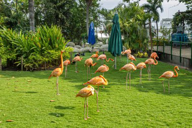 Cartagena, Colombia - July 25, 2023: Rose or pink flamingoes in cruise terminal garden clipart