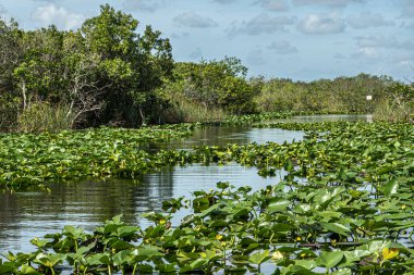 Everglades, Florida, ABD - 29 Temmuz 2023: Manzara, Bataklık nehri kısmen yeşil yapraklarla kaplı ve mavi bulutların altındaki kısa ağaçlarla desteklenmiş