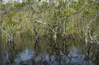 Everglades, Florida, ABD - 29 Temmuz 2023: daha az derin havuzlarda büyüyen ağaçlar, mavi gökyüzü ile birlikte titreyen suya yansıdı. Ekran olarak yeşil yaprak