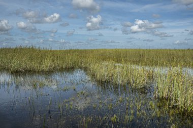 Everglades, Florida, ABD - 29 Temmuz 2023: Saf bataklık mavi bulutların altında, koyu sulara yansıyan
