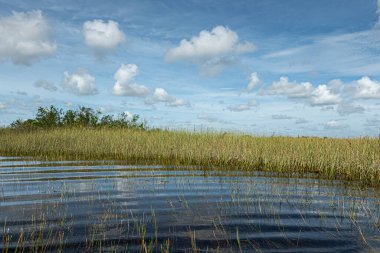 Everglades, Florida, ABD - 29 Temmuz 2023: Mavi bulutların altında dalgalarla nehir sınırı boyunca yeşil kamış ekran