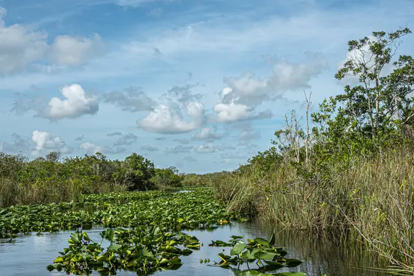 Everglades, Florida, ABD - 29 Temmuz 2023: Bataklık nehri kısmen yeşil yapraklarla kaplı ve mavi bulutların altındaki kısa ağaçlarla desteklenmiş