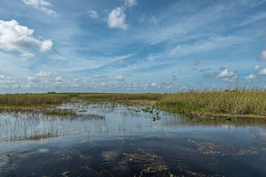 Everglades, Florida, ABD - 29 Temmuz 2023: Mavi bulutlar altında geniş bataklık manzarası. Koyu su ve yeşil-sarı kamış kuşağı.