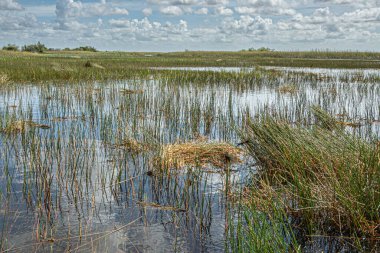 Everglades, Florida, ABD - 29 Temmuz 2023: Suyun dışında kamış saplı geniş manzara, açık mavi bulutların altında yeşil kuşak, kısmen yansıtılmış