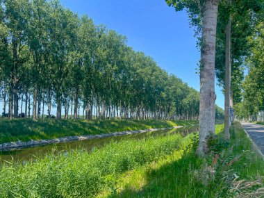 Oostkerke, Flanders, Belçika - 23 Haziran 2024: Leopoldkanaal, kanal, Kanaal van Schipdonk 'un komşusu. Mavi gökyüzünün altında kıyı şeritleri boyunca sıralanmış uzun yeşil ağaçlarla